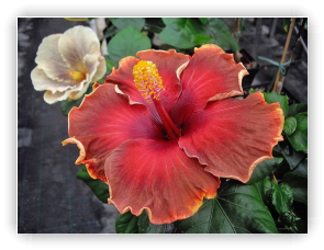 hibiscus Roy Gommer